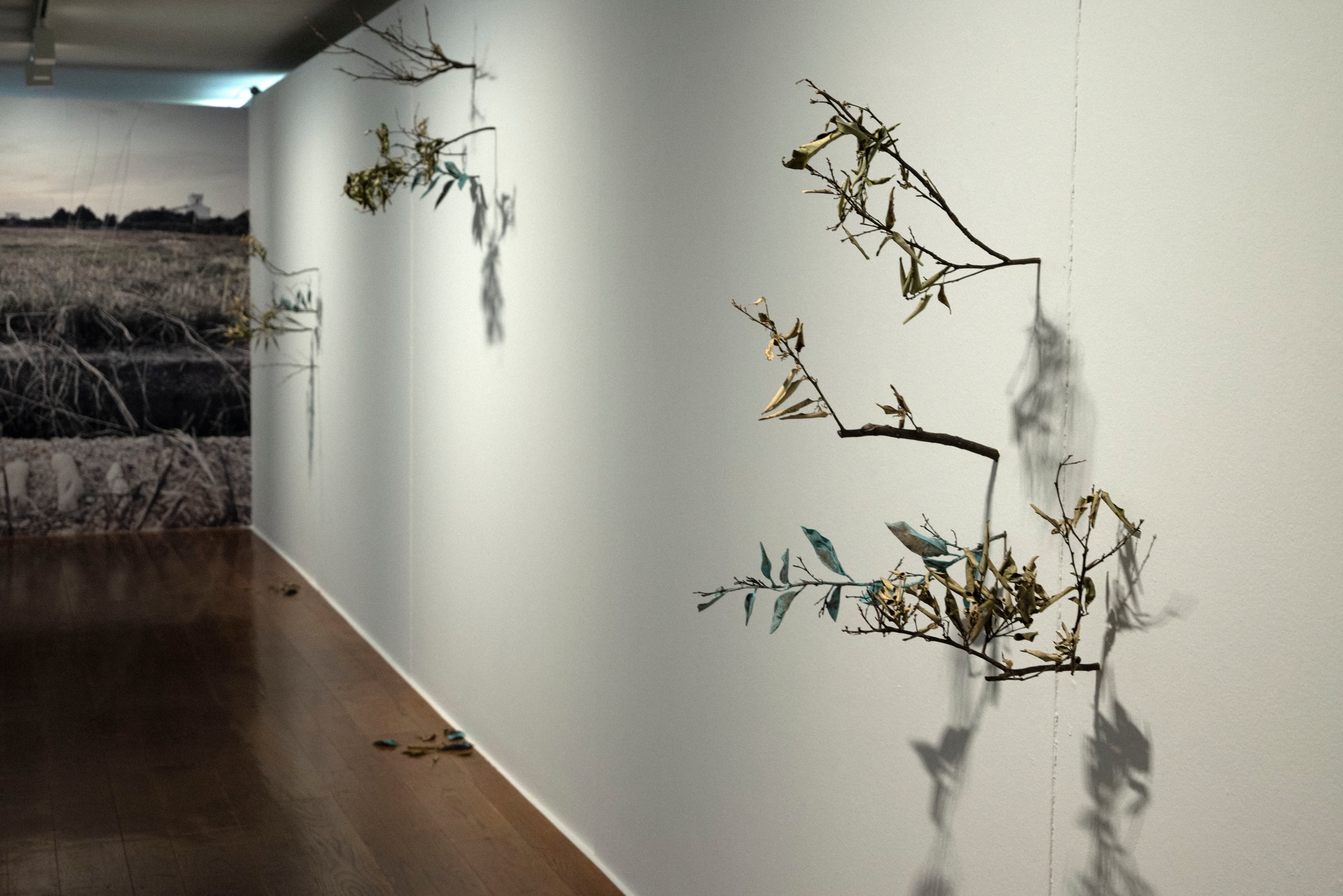 VICENT CARDA. TERRA ERMA